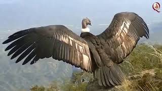CONDOR  RETURN TO REAL FREEDOM, BEFORE STAYING IN CAGE IN A ZOO.  IMPRESSIVE!!!