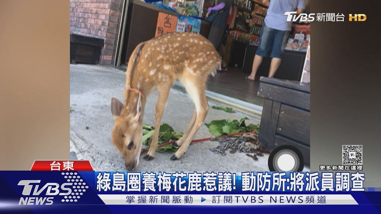 影音／綠島小店鍊養鹿遭疑虐待！業者喊冤：沒有小鹿受傷害