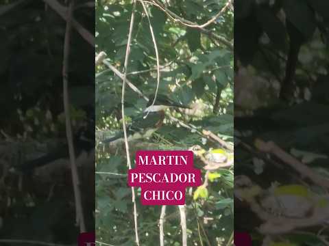 Martín Pescador Chico en Reserva Puertos de Escobar.