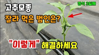 고추모종 심고 고추를 잘라 먹은 범인은? 비가잦고 습한날씨에 큰피해를 주는 해충 이렇게 해결하세요 #고추농사