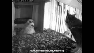 It&#39;s a Hootenanny including the Owlets!! :) a little after 9:00pm last night, 4-13-13