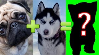 🐩❤️🐕 15 unbelievable cute cross breed dogs pt. 1