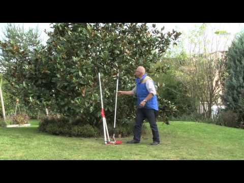 HOW TO PRUNE AN ADULT MAGNOLIA GRANDIFLORA?