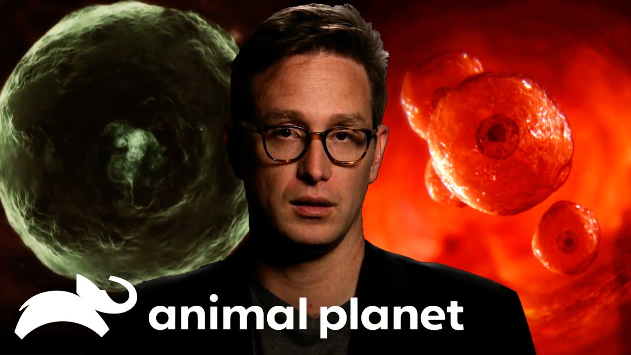 Swimming with Parasites 🦠 | Monsters Inside Me | Animal Planet