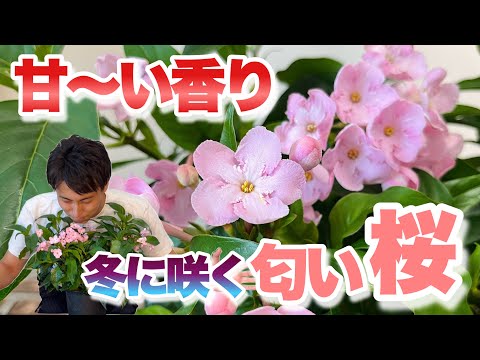 ドラキュラ シミア蘭: この崇高な植物について知っておくべきことすべて!  庭園