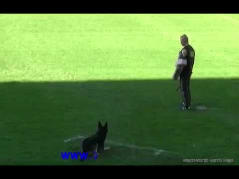 Angel Preciado & Satoris Gator fase C 100 puntos Campeonato WUSV 2009