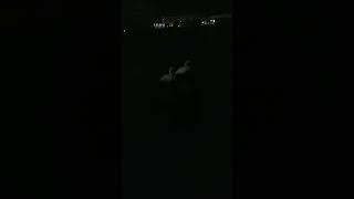【謎】9月の頭なのに白鳥いたんだが