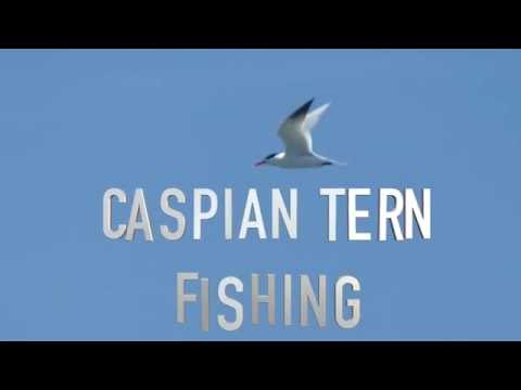 Rybák veľký (Hydroprogne caspia) — lov rýb (Grays Harbor, Washington)