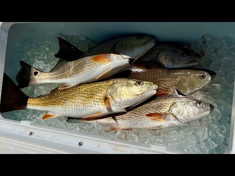 Spring Time Redfish - The #1 Mistake Saltwater Anglers Make