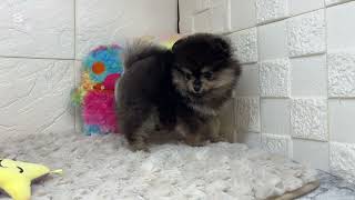 ポメラニアンの動画01