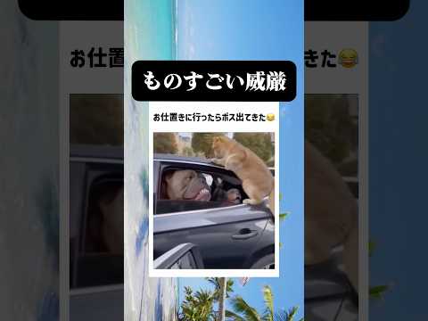 この犬、怖すぎる笑笑