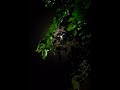 RHTDM Whatsapp Status Rain Falling