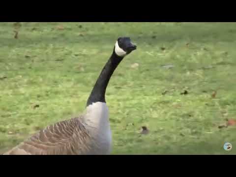 Leaked Natural Geographic Footage Leaked from the CCP (07/09/2014)