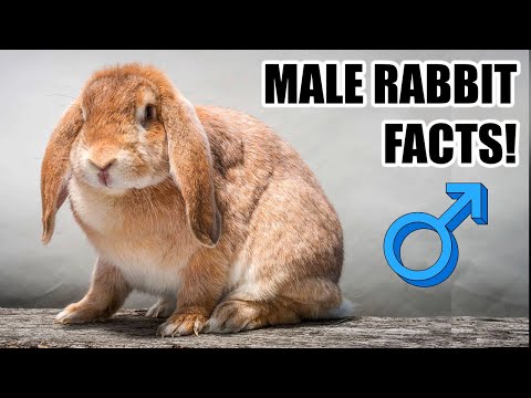 7 Facts About Male Rabbits You Should Know!