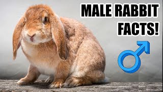 7 Things About Male Rabbits You Should Know! by Lennon The Bunny