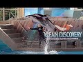 SeaWorld Texas Ocean Discovery Show After Show Fun Pacific White Sided Dolphins 4K 6 13 22