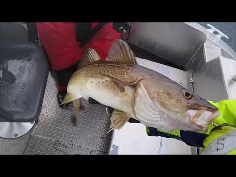 Karabljoff Team Fishing @ Norway Andorja Island 2020