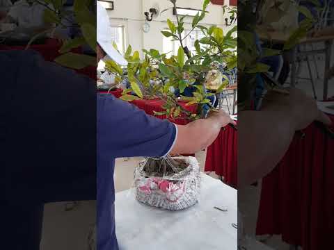 Lớp Bonsai 2022 - 15