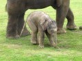 Un bébé elefante está caminando por la primera vez