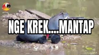 Download lagu Suara Pikat Burung Mandar ( Pelan )/ Morhen bird....Nge krek....Mantap.. mp3