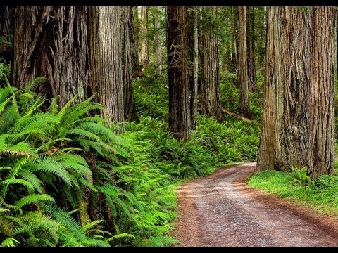 Take Me Home, Country Roads (The Great North American Road Trip)