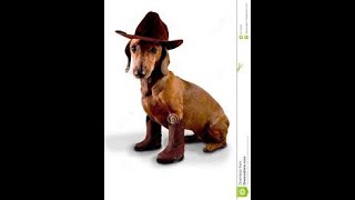 Dogs wearing cowboy hats