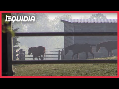 SÉBASTIEN GUARATO ET SES CHEVAUX POUR LA REPRISE