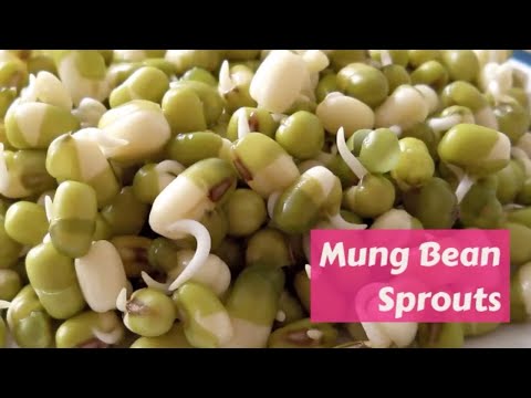 Mung Bean Sprouts How to Guide by GardenersHQ