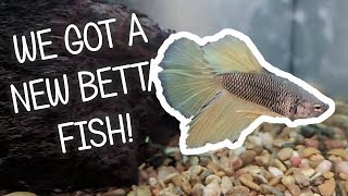 New Betta Fish | Meet Our Blue Mustard Betta Fish