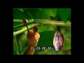 Mr Snail Daily On BabyTV