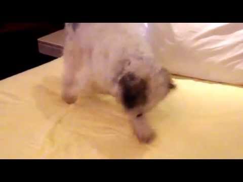 Milou le chien qui pète un câble