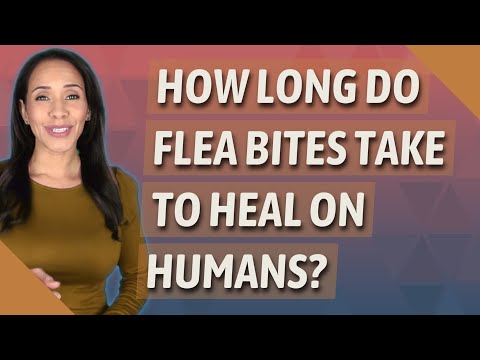 How long do flea bites take to heal on humans?