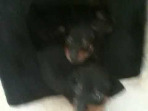 Kennel Agazzis "Katthuset"