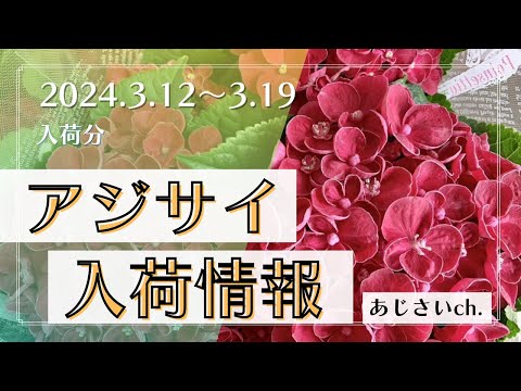 アジサイにピクルス汁で水をやる??期待される効果は何ですか?  庭園