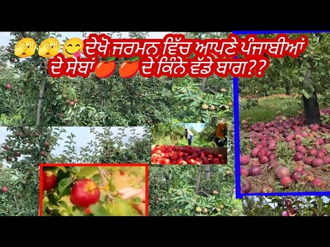 ਜਰਮਨ ਵਿੱਚ ਸੇਬਾਂ ਦੇ ਬਾਗ Apple's farming in Germany #sukhrajrode #apple #applefarming #fruitfarming 
