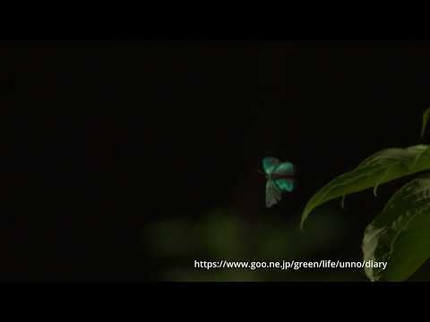 庭のエゾミドリシジミの飛翔