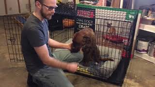 The Kong Dog Cage review. Don't waste your money...