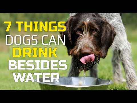 YouTube video about: Can dogs drink vitamin water?