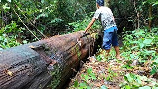 Download lagu MENGESANKAN PENEMUAN KAYU ULIN DI LEMBAH TERDALAM HUTAN RIMBA KALIMANTAN mp3