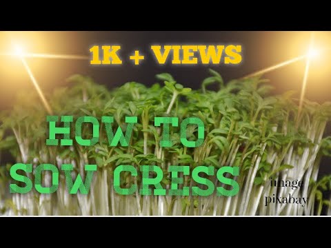 How to sow cress on tissue paper