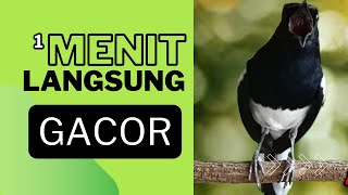 Download lagu Terapi kacer ngeplong, Pancingan kacer, Masteran kacer cepat bikin gacor durasi panjang mp3 Download lagu Terapi kacer ngeplong, Pancingan kacer, Masteran kacer cepat bikin gacor durasi panjang mp3