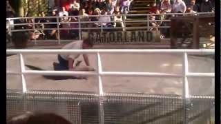 Gator Wrestling At Gatorland In Orlando Florida