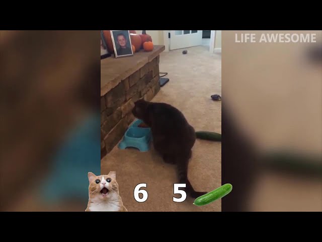 Cats vs Cucumbers   Whos gonna win   Try not to laugh animals   Funny Cat Videos 2019