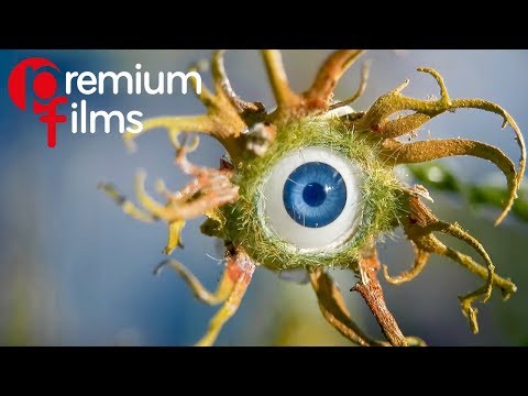 Magical realistic film against the bio-industry | Stop motion short 'Red-end and the Factory Plant'