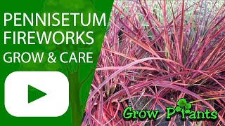 Pennisetum fireworks - grow & care (Fountain grass)