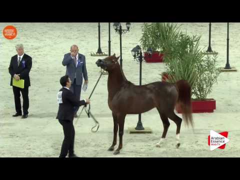 3RD - N.100 FALAH AL SHAQAB - Paris 2016 - Colts 2-3 years old (Class CM5 B)