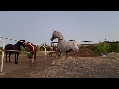 #arabianhorse #straight_egyptian #straightegyptian Ezz Nour (Tarik Nour x FerBetyKel byAbas el dine)