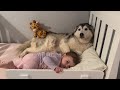 Sassy Baby Argues With Dad About First Night In Big Girl Bed!😭. Refuses To Let Husky Leave!