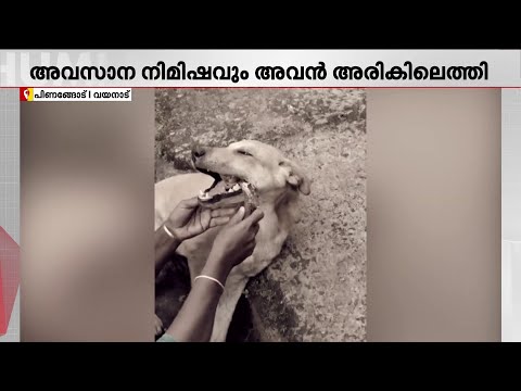 അവസാന നിമിഷും അരികിലെത്തി, നസീറ രക്ഷപെടുത്തിയ തെരുവുനായയ്ക്ക് ജീവന്‍ നഷ്ടമായി | Naseera