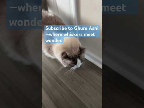 Subscribe to Ghure Ashi—cats await with paws & purrs. #cat #shorts #funny